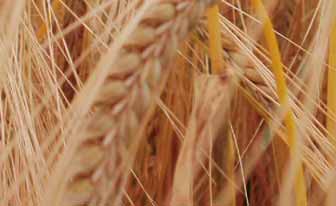 Dismal news from Canadian grain farmers